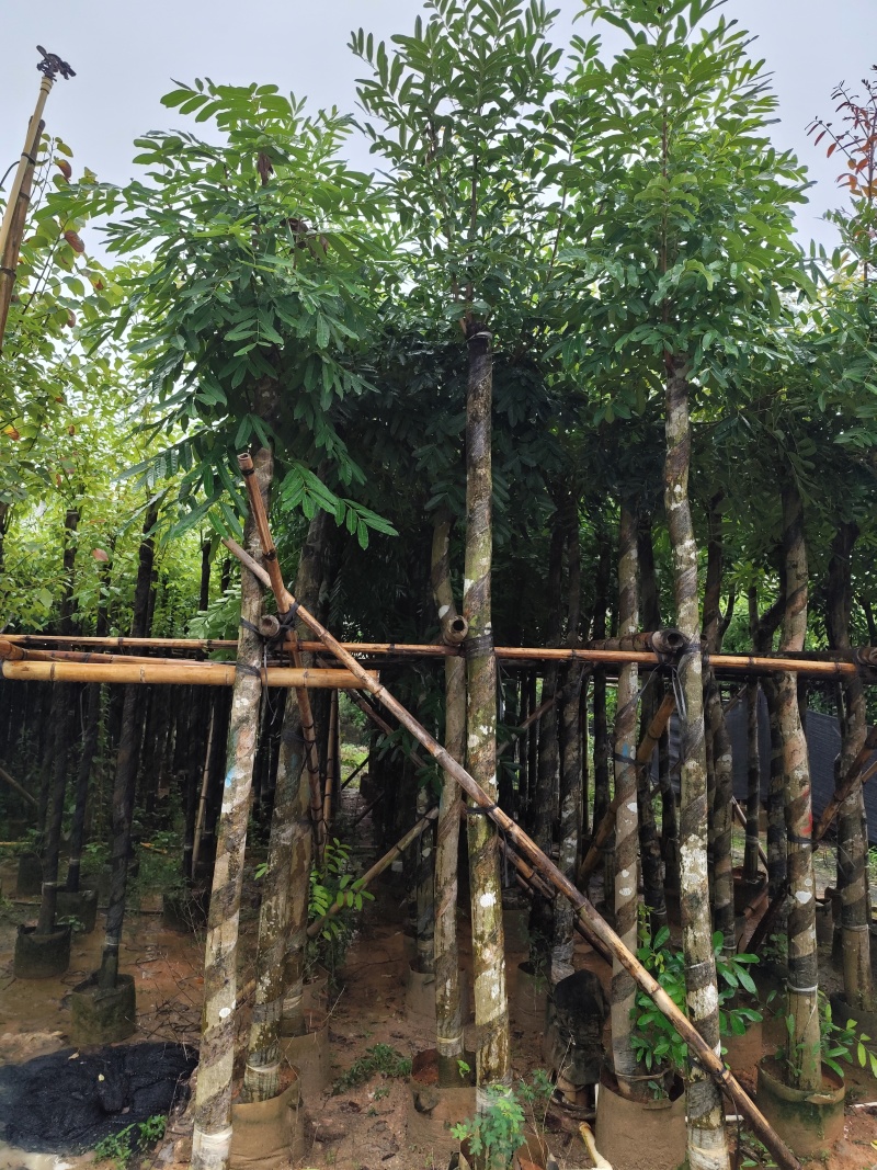 桃花心木5-12公分出售可视频看货，欢迎实地考察