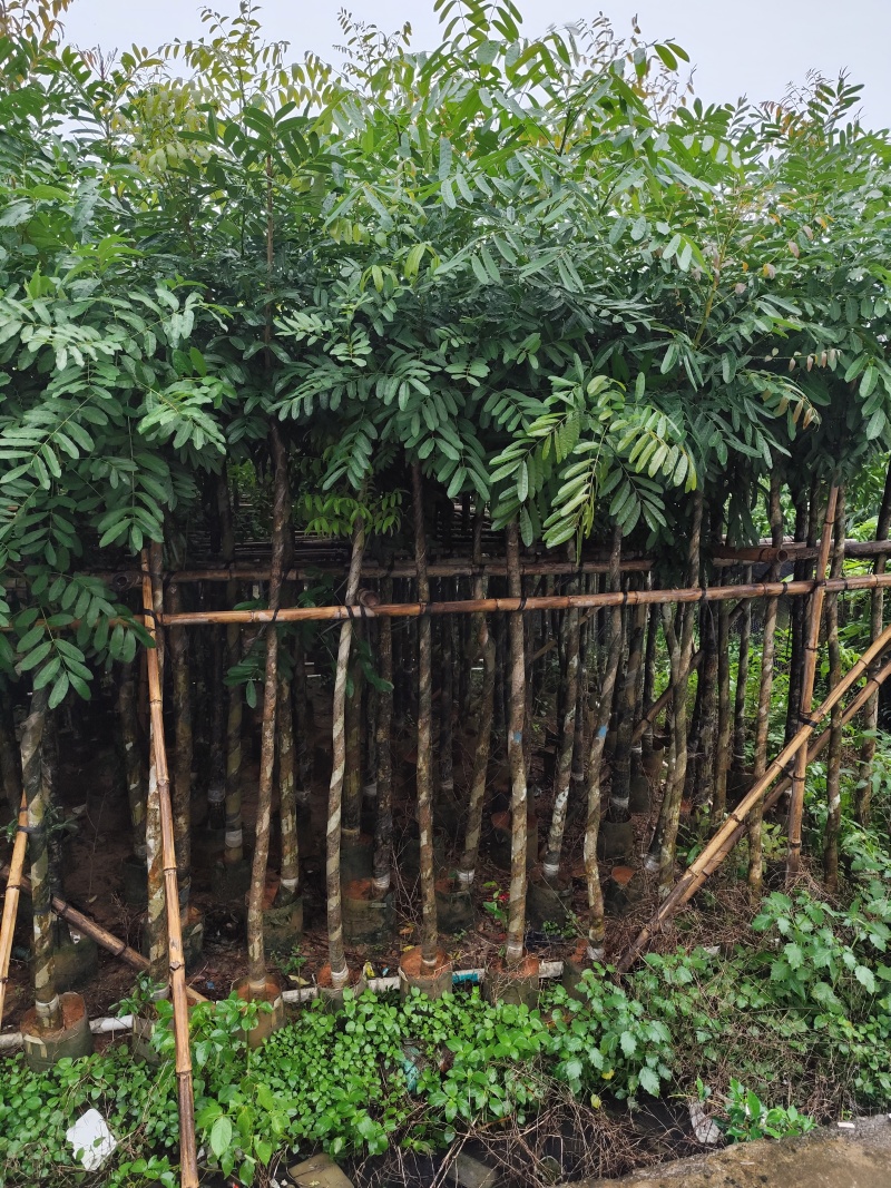 桃花心木5-12公分出售可视频看货，欢迎实地考察