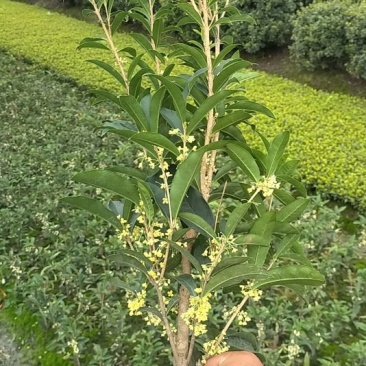 佛顶珠地苗四季桂，桂花小苗，地苗杯苗自家苗圃货源