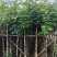 桃花心木5-12公分出售可视频看货，欢迎实地考察