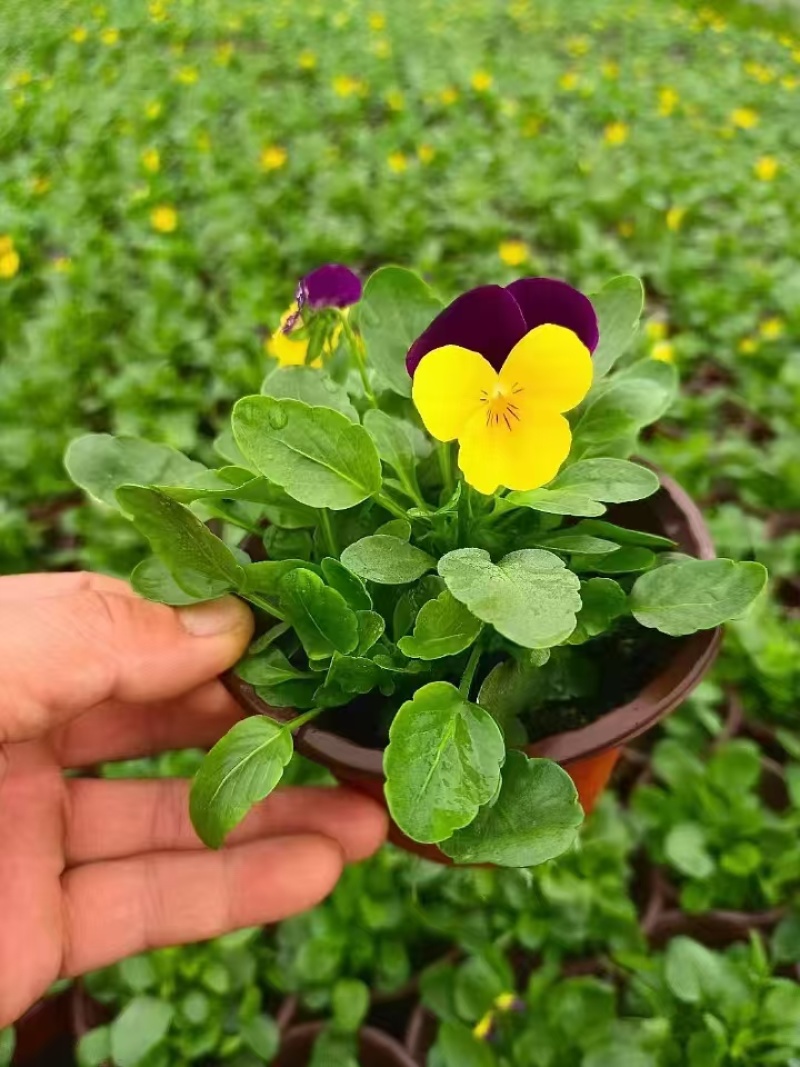 草花角堇、三色堇小杯、120杯基地有量，价优，欢迎订购。