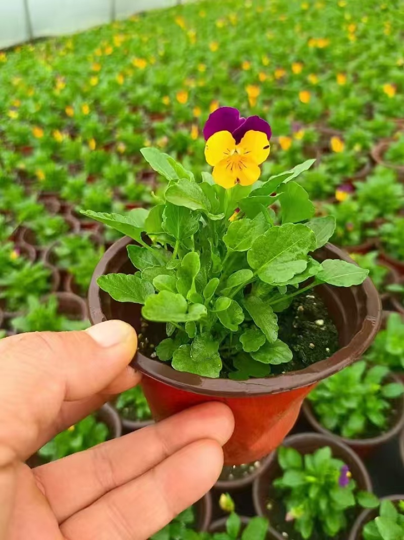 草花角堇、三色堇小杯、120杯基地有量，价优，欢迎订购。