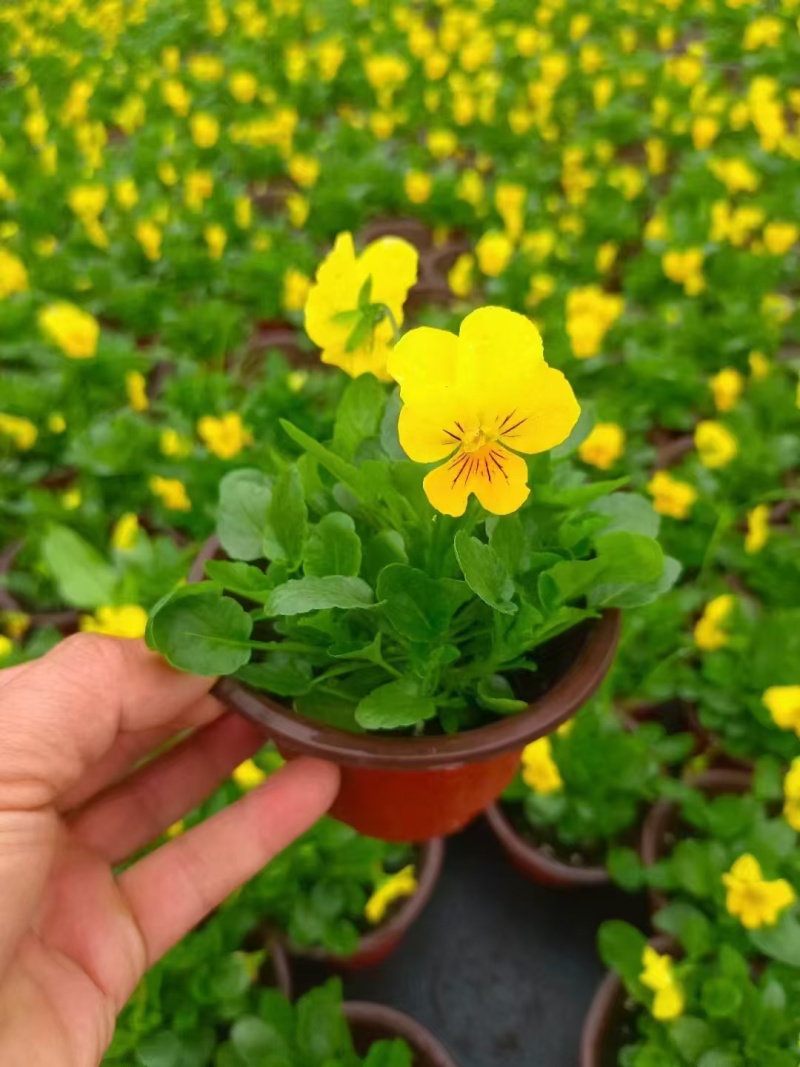 草花角堇、三色堇小杯、120杯基地有量，价优，欢迎订购。