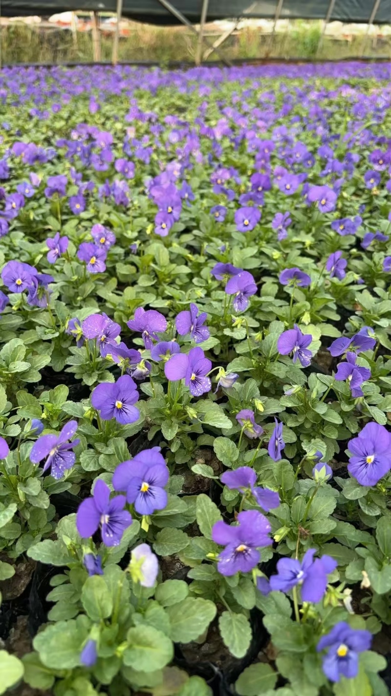 草花角堇、三色堇小杯、120杯基地有量，价优，欢迎订购。