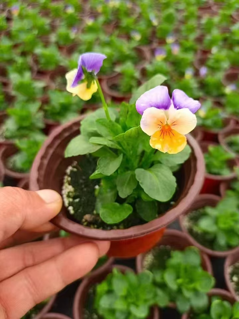 草花角堇、三色堇小杯、120杯基地有量，价优，欢迎订购。