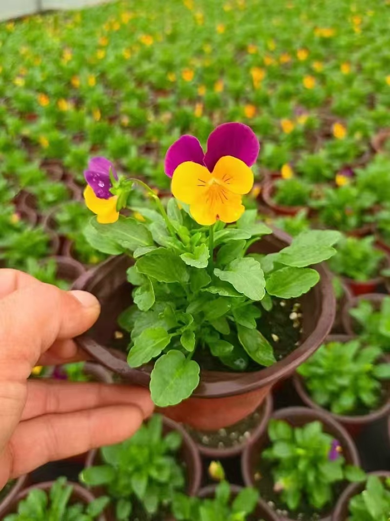 草花角堇、三色堇小杯、120杯基地有量，价优，欢迎订购。