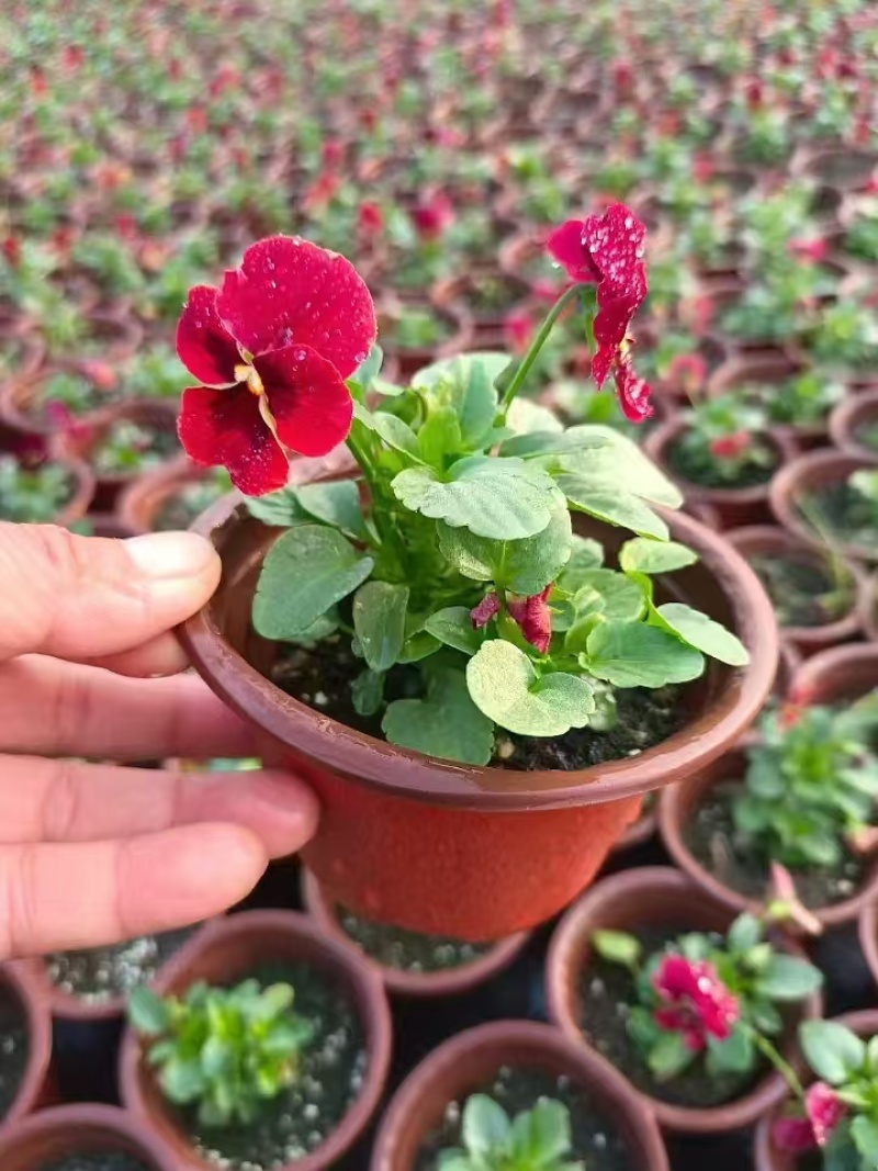 草花角堇、三色堇小杯、120杯基地有量，价优，欢迎订购。