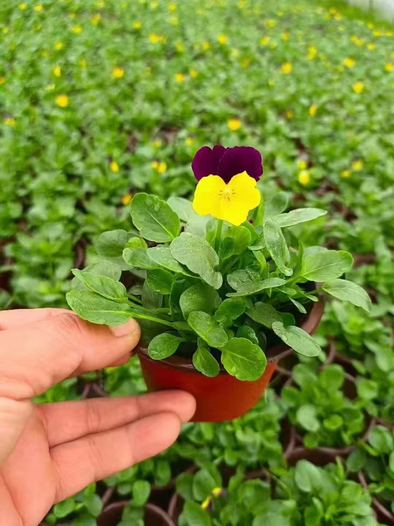 草花角堇、三色堇小杯、120杯基地有量，价优，欢迎订购。