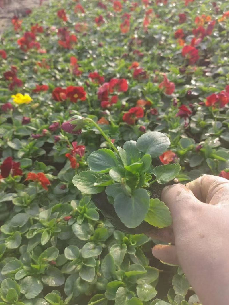 草花角堇、三色堇小杯、120杯基地有量，价优，欢迎订购。
