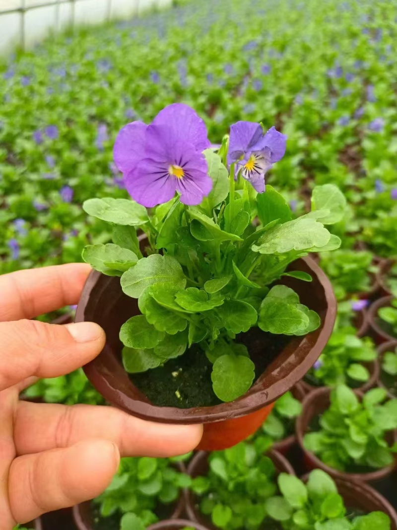 草花角堇、三色堇小杯、120杯基地有量，价优，欢迎订购。