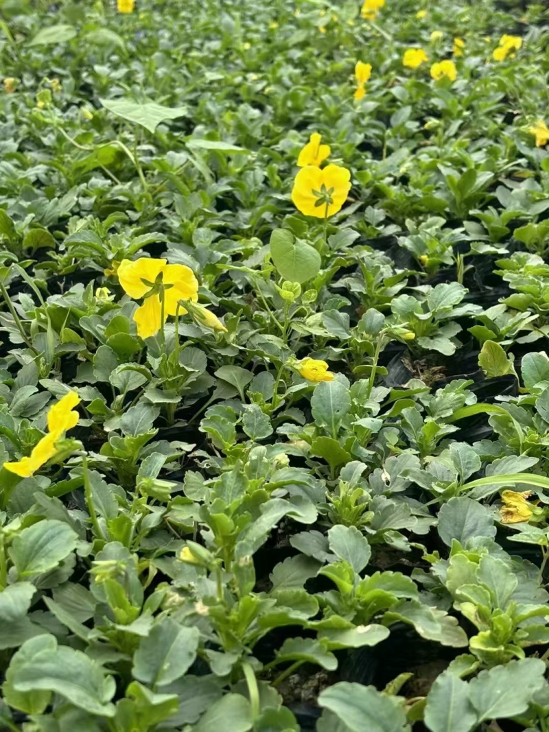 草花角堇、三色堇小杯、120杯基地有量，价优，欢迎订购。