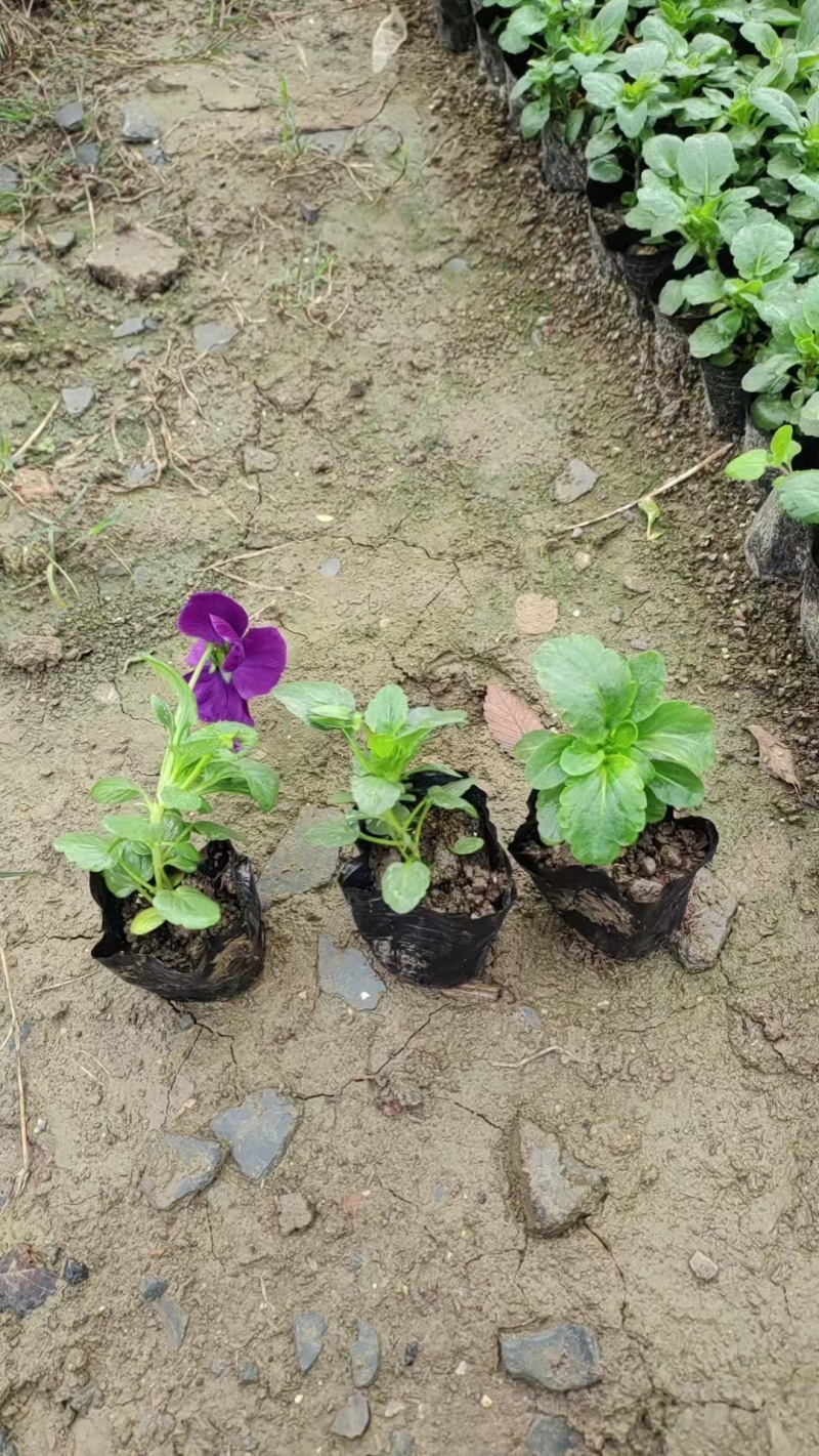 草花角堇、三色堇小杯、120杯基地有量，价优，欢迎订购。