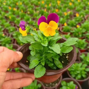 草花角堇、三色堇小杯、120杯基地有量，价优，欢迎订购。
