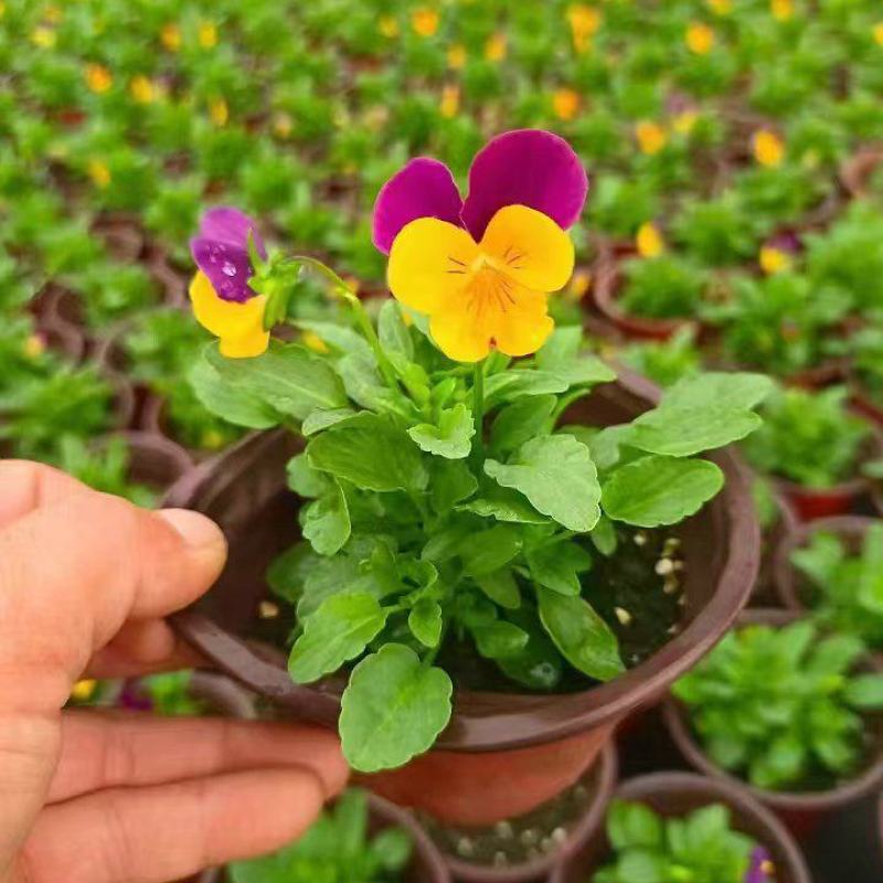 草花角堇、三色堇小杯、120杯基地有量，价优，欢迎订购。