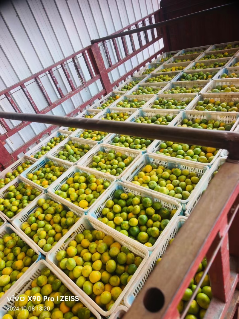 蜜橘大量上市有想法的老板联系