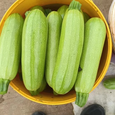 云南精品西葫芦，质量好，基地一手货源，诚信经营