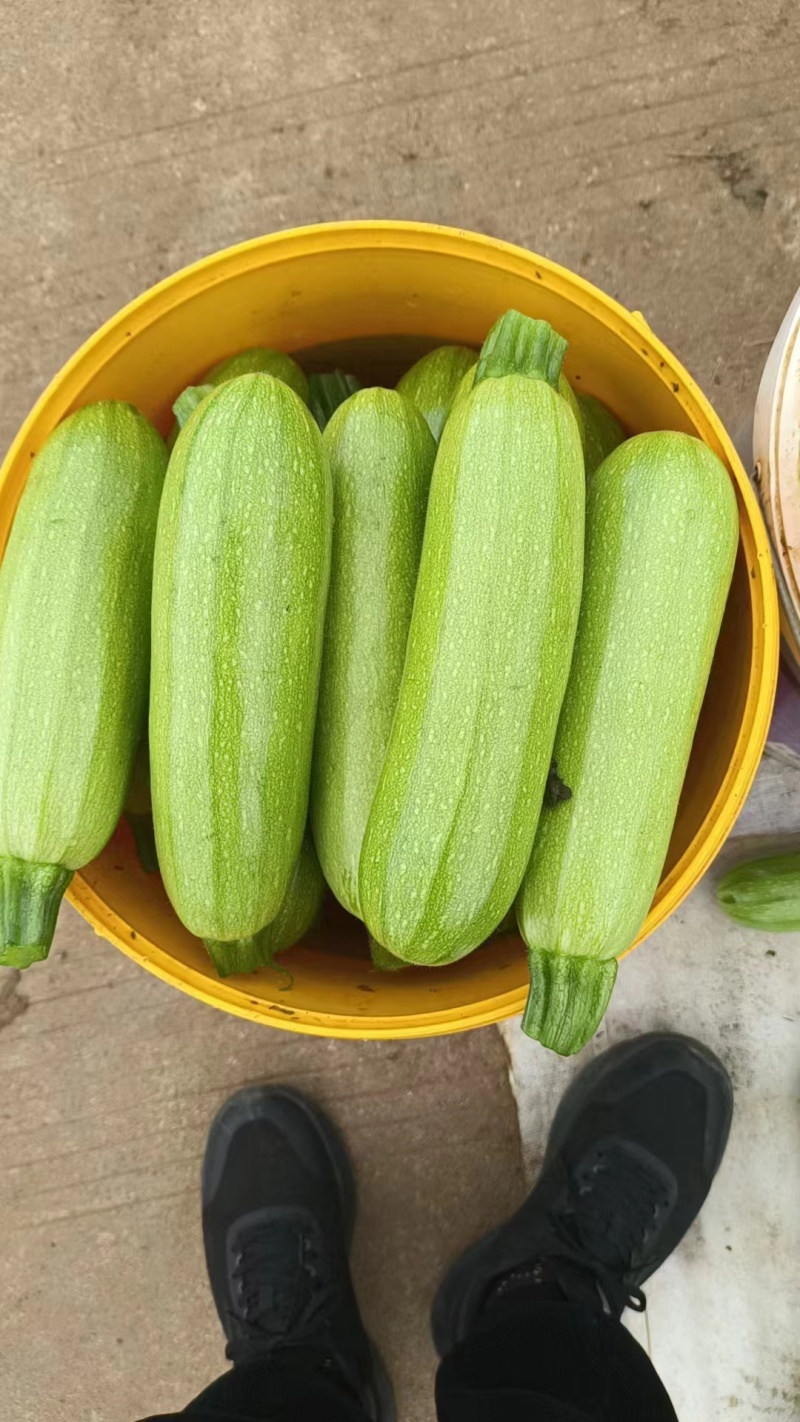 云南精品西葫芦，质量好，基地一手货源，诚信经营