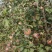 冠县红富士苹果大量上市中有想法的老板联系！！！