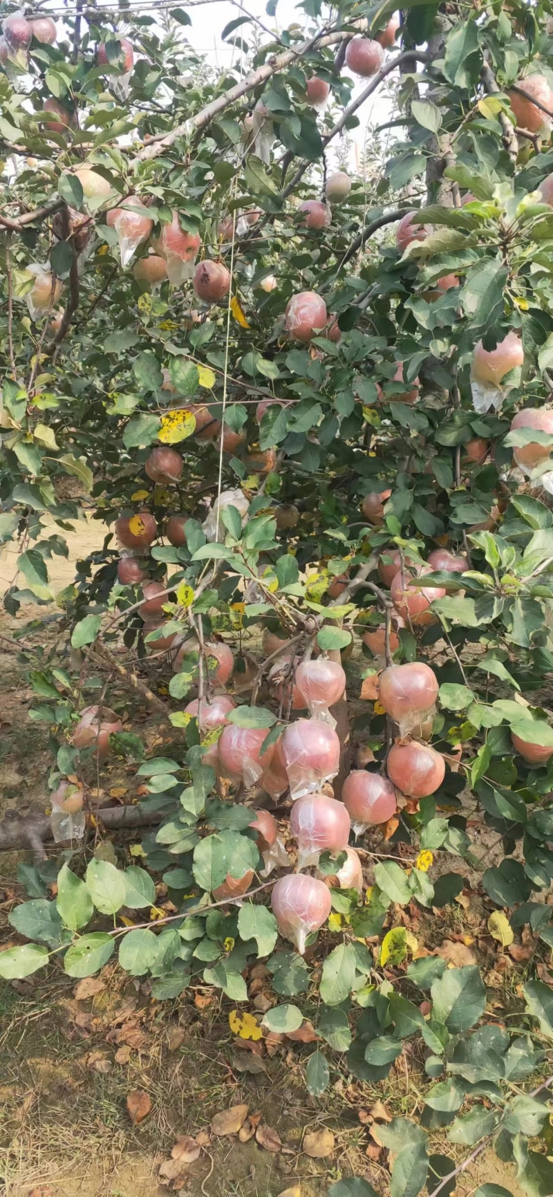 冠县红富士苹果大量上市中有想法的老板联系！！！