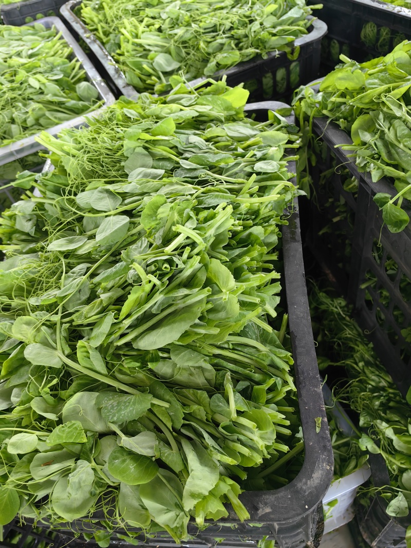 精品豌豆苗。颜色清秀，货源充足