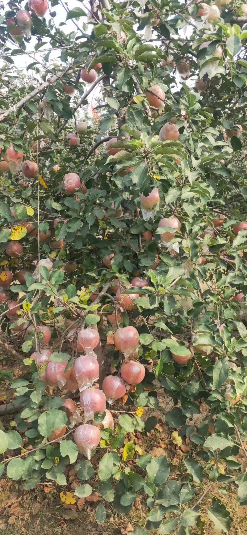 冠县红富士苹果大量上市中有想法的老板联系！！！