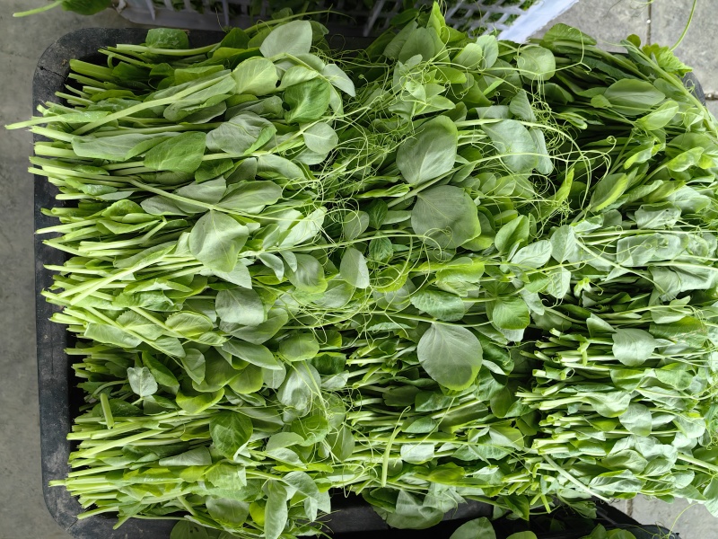 精品豌豆苗。颜色清秀，货源充足