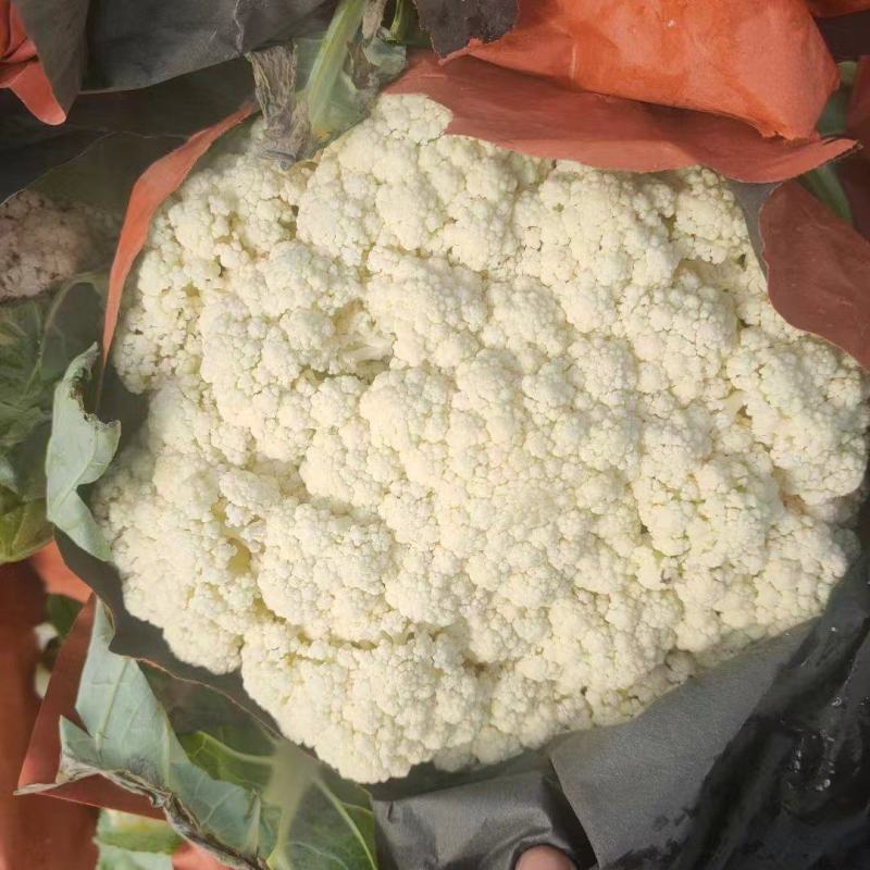 精品松花菜大量供应河北产区，直发量大，从优，货源充足