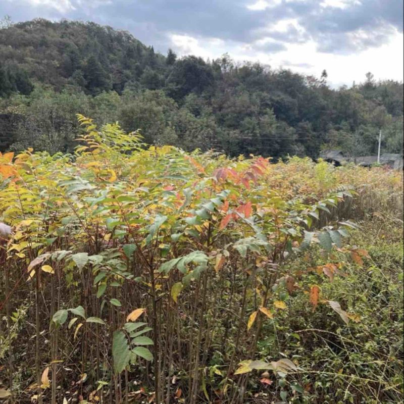 漆树苗