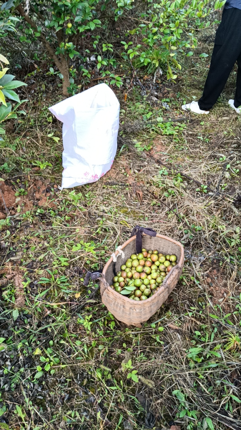 千岛湖浙渝山茶油青果