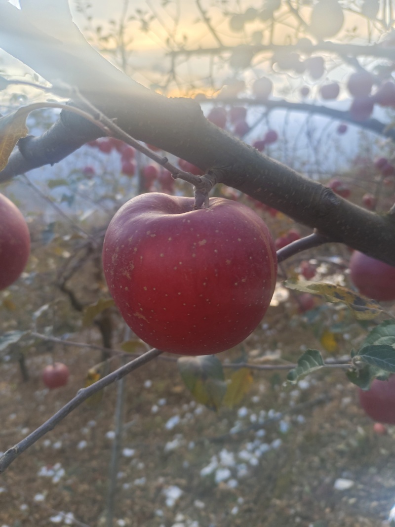 【新品上市】四川苹果/糖心丑苹果/高山果/对接电商批发市场