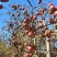 【新品上市】四川苹果/糖心丑苹果/高山果/对接电商批发市场