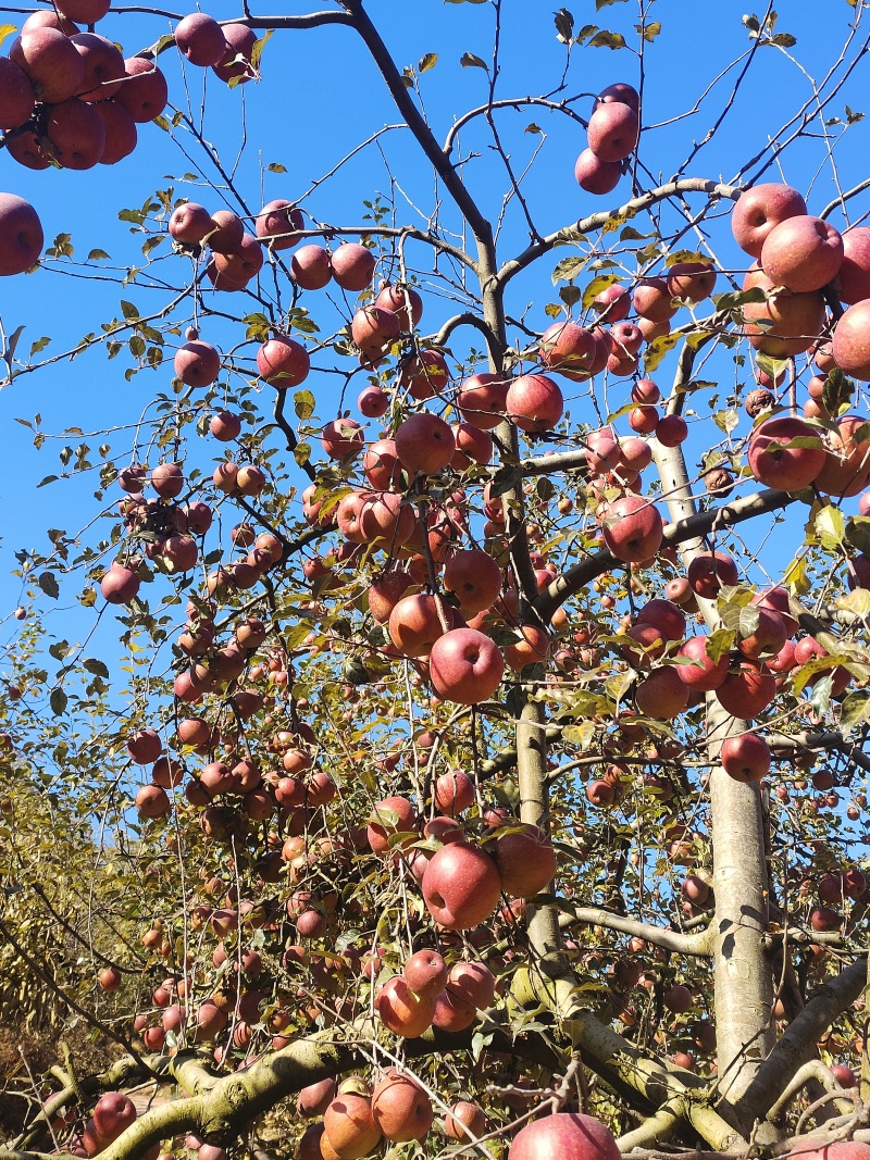 【新品上市】四川苹果/糖心丑苹果/高山果/对接电商批发市场