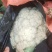 精品松花菜大量供应河北产区，直发量大，从优，货源充足