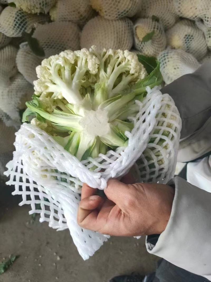 精品松花菜大量供应河北产区，直发量大，从优，货源充足