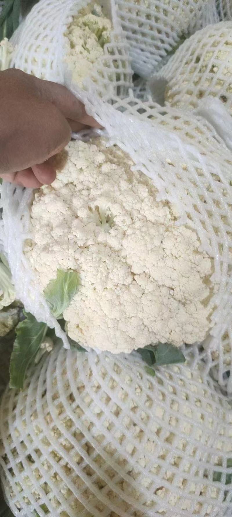 精品松花菜大量供应河北产区，直发量大，从优，货源充足