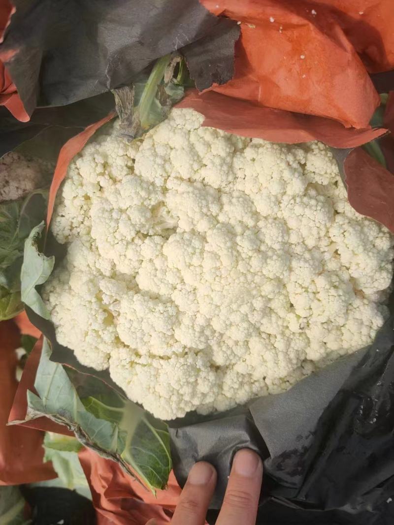 精品松花菜大量供应河北产区，直发量大，从优，货源充足