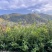 板栗苗