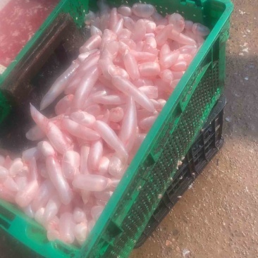 草鱼泡
