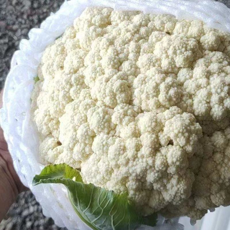 河北松花菜大量供应，产地直发，货源充足，量大从优，咨询。