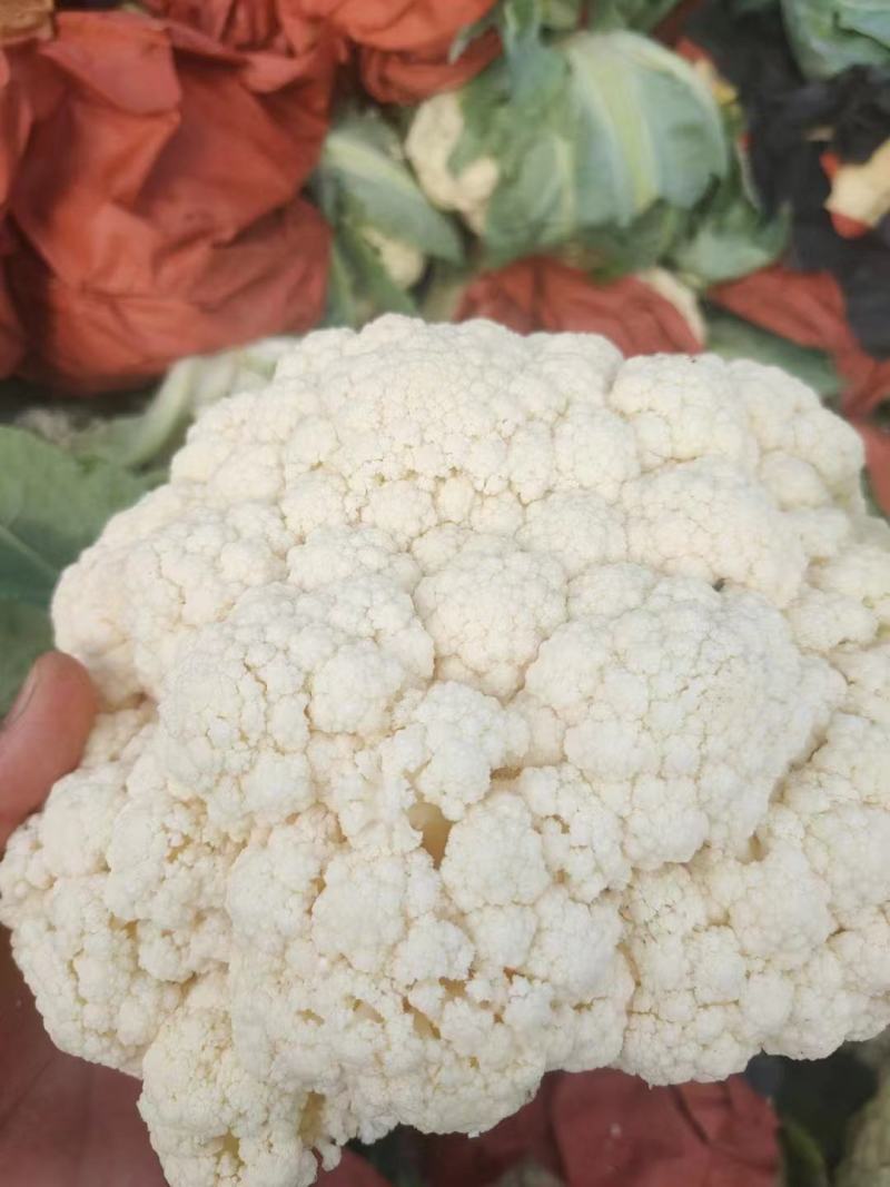 河北松花菜大量供应，产地直发，货源充足，量大从优，咨询。