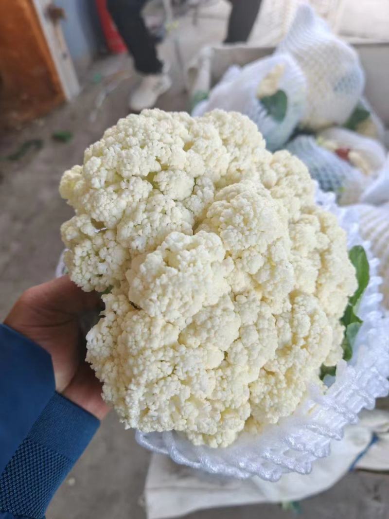 河北松花菜大量供应，产地直发，货源充足，量大从优，咨询。