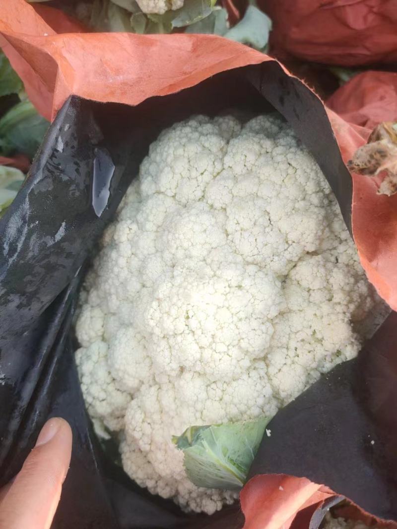 河北松花菜大量供应，产地直发，货源充足，量大从优，咨询。