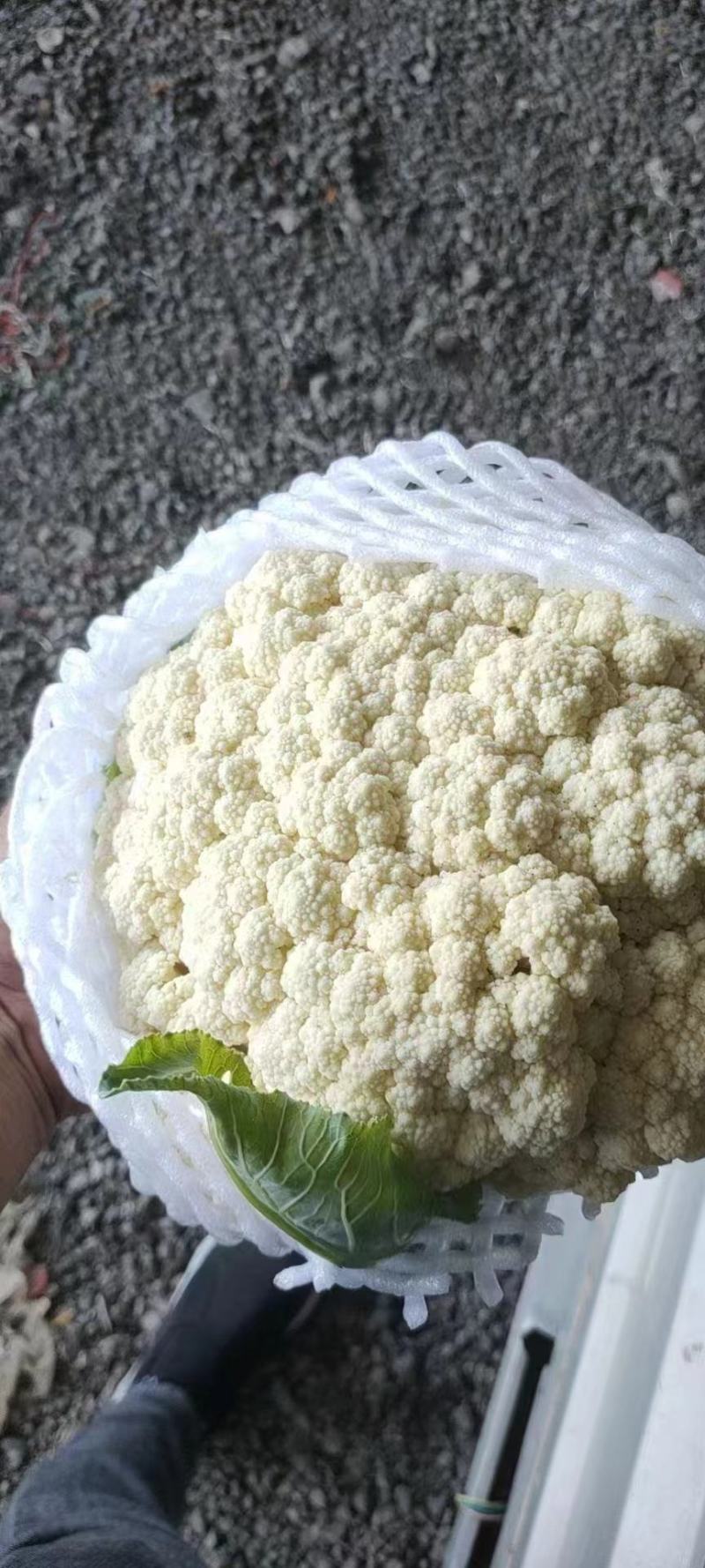 河北松花菜大量供应，产地直发，货源充足，量大从优，咨询。