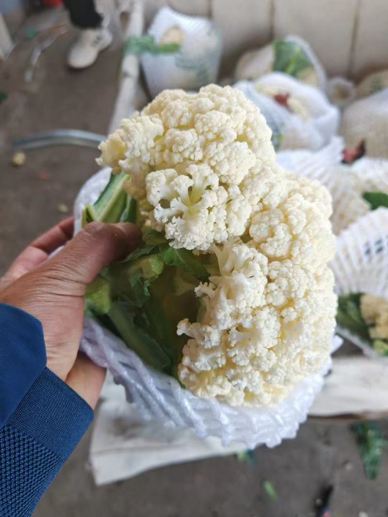 河北松花菜大量供应，产地直发，货源充足，量大从优，咨询。