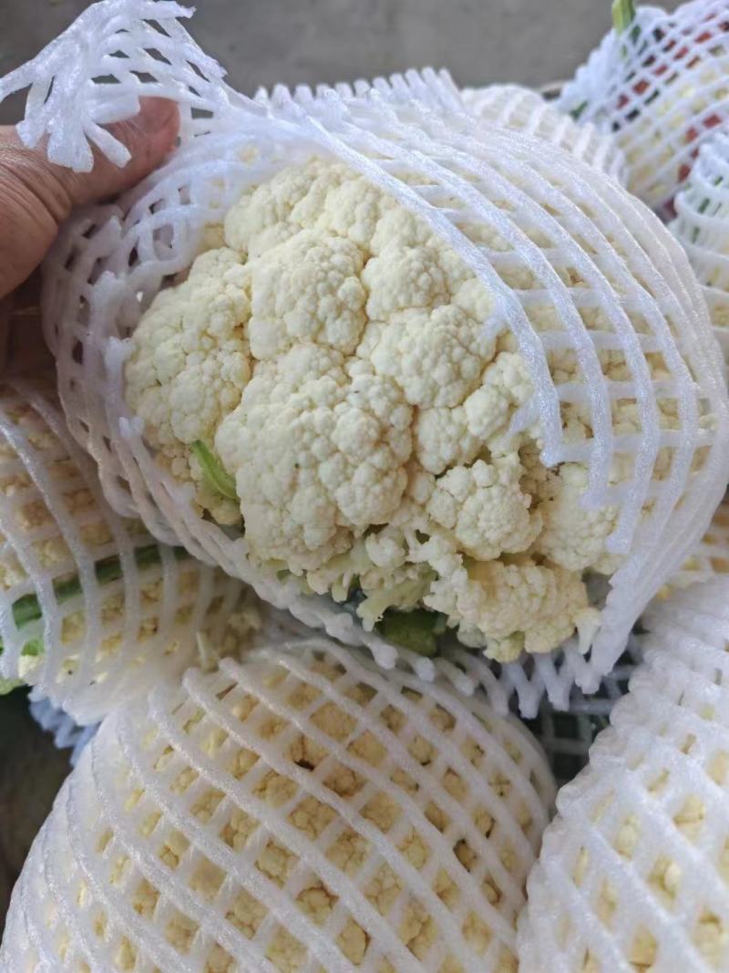 河北松花菜大量供应，产地直发，货源充足，量大从优，咨询。