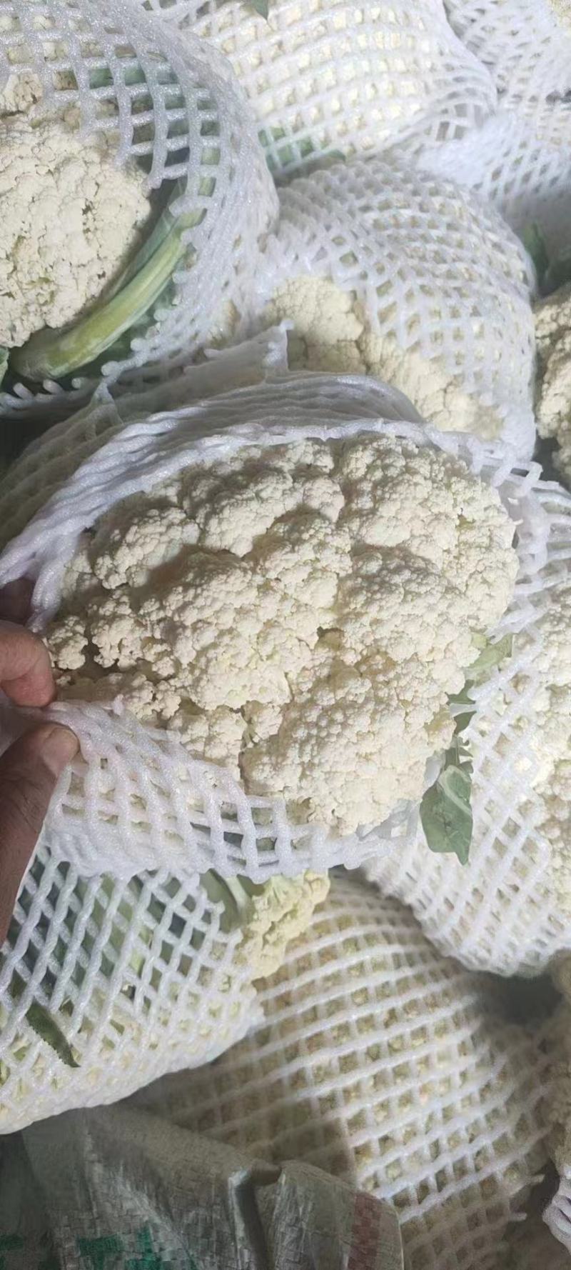 河北松花菜大量供应，产地直发，货源充足，量大从优，咨询。