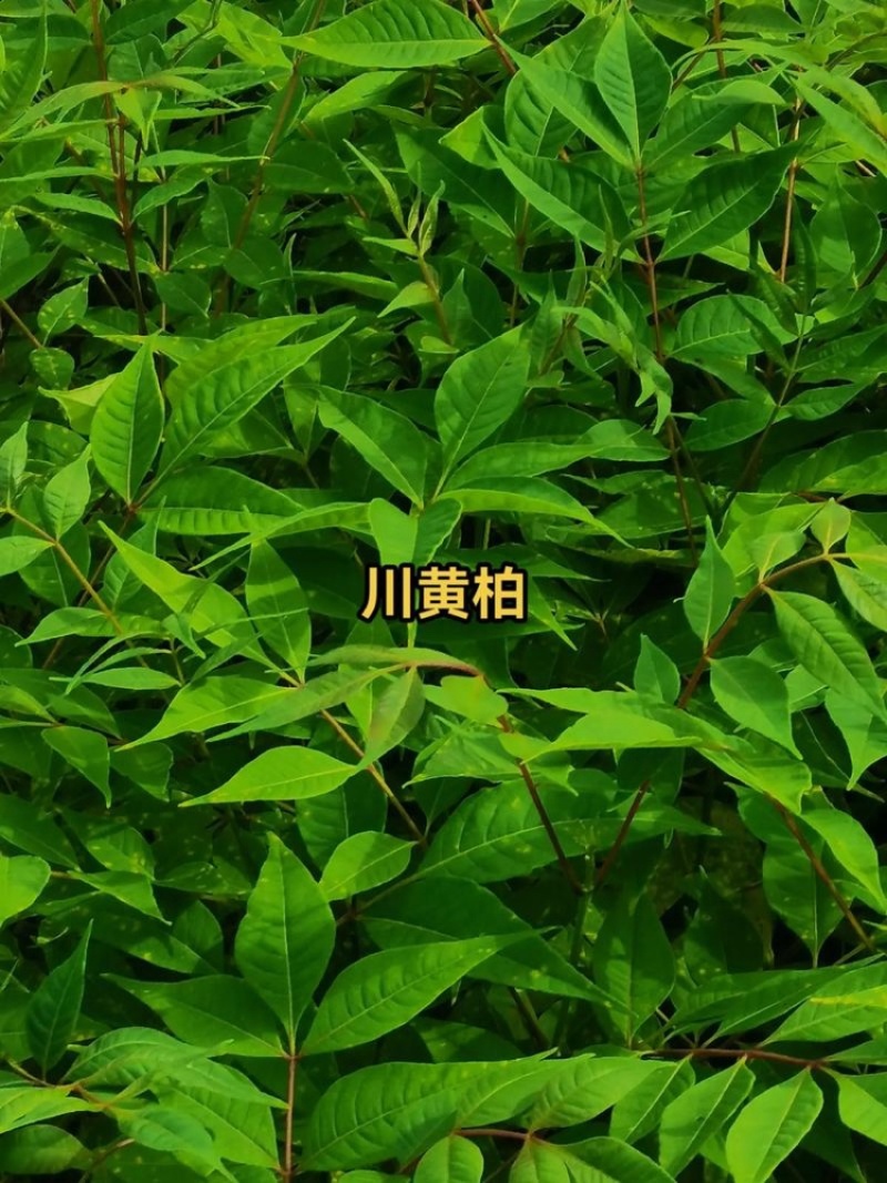 黄柏苗