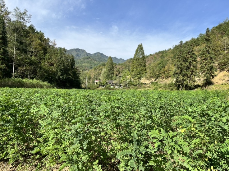 刺槐苗