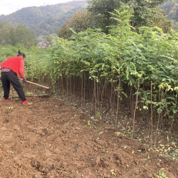 刺槐苗