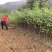 刺槐苗